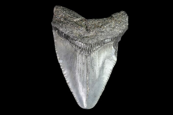 Juvenile Megalodon Tooth - Georgia #83680